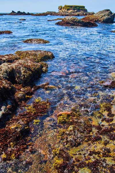 Imagen Piscinas Marea Oceánica Con Algas Hojas Verdes — Foto de Stock