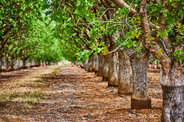 Imagem Fileiras Amendoeiras Fazenda Com Detalhes Casca — Fotografia de Stock