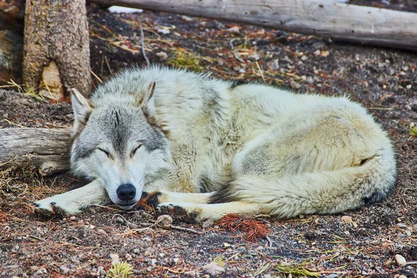 Bild Eines Einsamen Grauen Wolfes Der Ein Nickerchen Auf Dem — Stockfoto