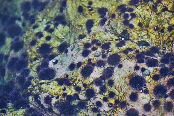 Image Ocean Tide Pool Filled Sea Anemone — Stock Photo, Image