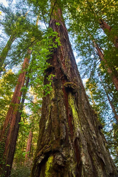 Antik Ormandaki Yaşlı Sekoya Ağacına Bakarken — Stok fotoğraf