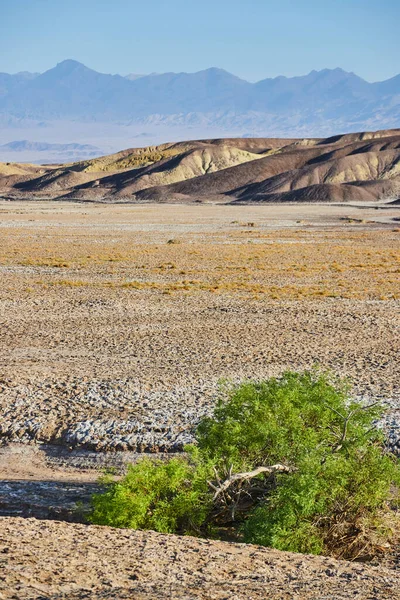 Image Lone Green Shrub Dry Barren Desert Plains Mountains Death — Stock Photo, Image