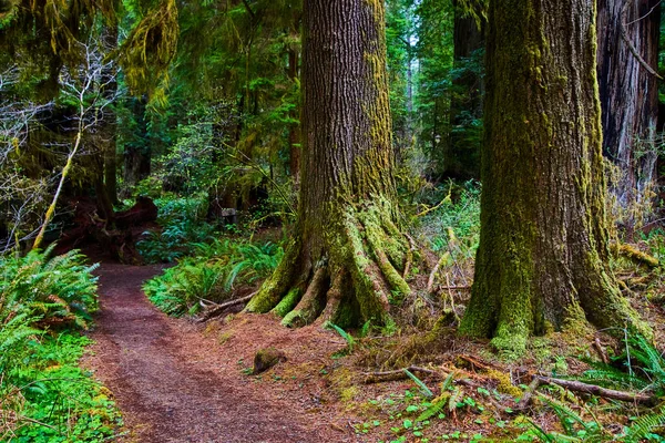 Obrázek Stezky Pro Turisty Prozkoumat Ohromující Redwood Lesa — Stock fotografie