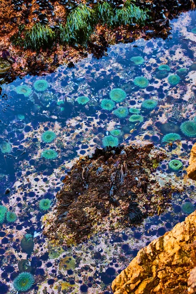 Imagem Piscina Maré Costa Califórnia Cheia Anêmona Mar Verde Vibrante — Fotografia de Stock