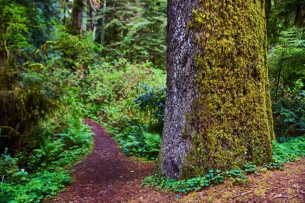 Obraz Mossy Redwood Drzewo Znakowanie Wejście Szlaku Turystycznego — Zdjęcie stockowe