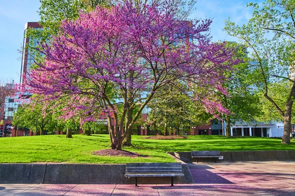 Obrázek Ohromující Růžové Třešně Nad Lavičkou Parku Kapky Vrstva Růžových — Stock fotografie