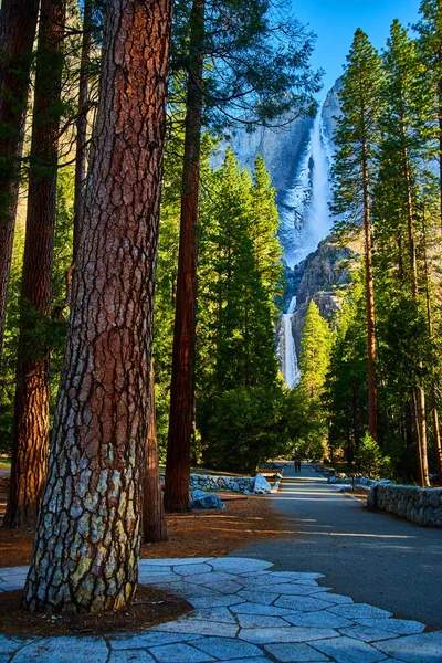 Image Pine Trees Line Hiking Path Leading Yosemite Falls Covered — Stock Photo, Image