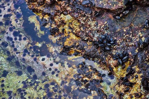 Imagem Piscina Maré Costa Cheia Mexilhões Anêmona — Fotografia de Stock