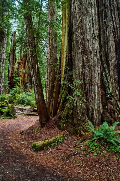 Imagem Trilha Para Caminhadas Redwoods Lado Aglomerados Árvores — Fotografia de Stock