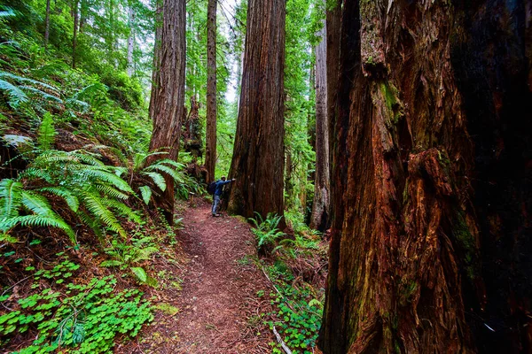 Obraz Człowieka Obok Drzewa Redwood Szlaku Turystycznym Dla Skali — Zdjęcie stockowe