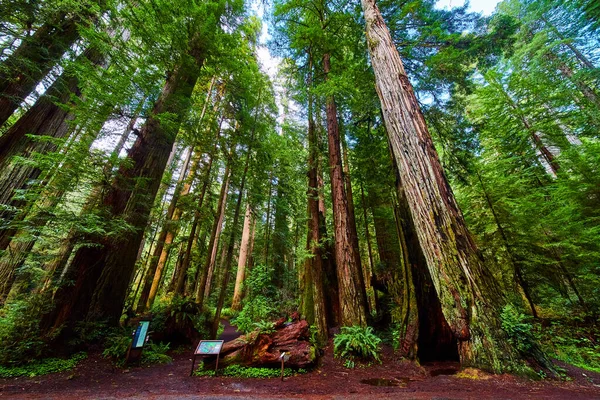 Imagem Grande Vista Florestal Redwood Com Árvores Antigas Sinais Informação — Fotografia de Stock