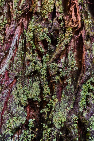 Imagen Textura Activo Redwood Corteza Árbol Gruesa Con Musgo —  Fotos de Stock