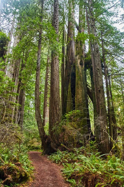 Image Stunning Large Cluster Ancient Redwood Trees Next Hiking Trail — Stock Photo, Image