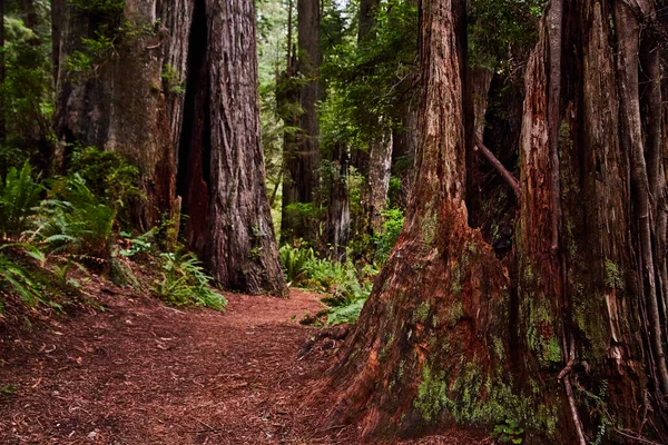 Obraz Ścieżki Przez Starożytny Las Redwoods Kalifornii — Zdjęcie stockowe