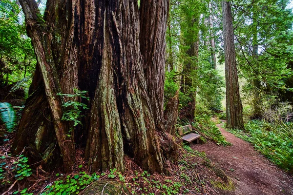 Obraz Oszałamiającej Perspektywy Drzewa Redwood Obok Ławki Szlaku — Zdjęcie stockowe