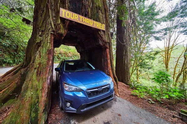 Obrázek Stromu Redwood Který Vejde Subaru Crosstrek Uvnitř — Stock fotografie