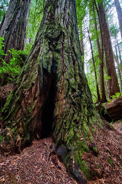 Imagen Gran Árbol Secuoyas Con Rincón Suficientemente Grande Como Para — Foto de Stock