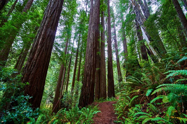 Obraz Oszałamiających Niekończących Się Drzew Redwood Starożytnym Lesie Wzdłuż Szlaku — Zdjęcie stockowe