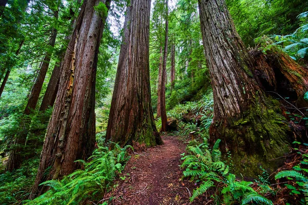 Imagem Árvores Redwood Grandes Impressionantes Trilha Caminhadas Floresta — Fotografia de Stock