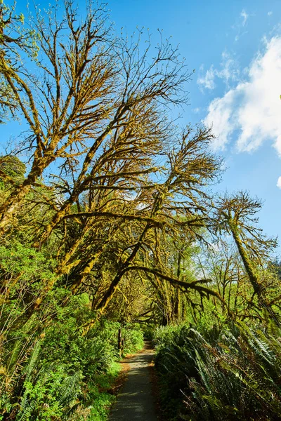 Kép Fák Erdőben Túraútvonalon Teljesen Bevont Moha — Stock Fotó