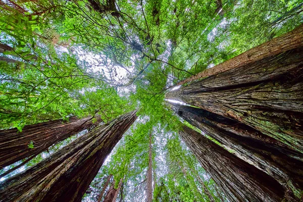 Obrázek Vzhlížející Ohromující Redwood Lesa Bujnou Jarní Zelenou Barvou — Stock fotografie