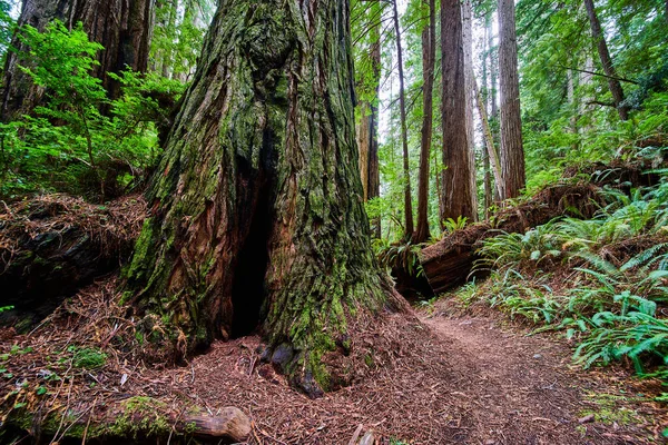 Antik Sekoya Ağacındaki Nook Görüntüsü Bir Insanı Patika Boyunca Sığdırabilir — Stok fotoğraf