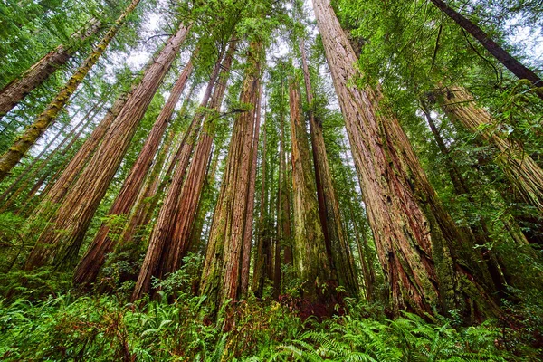 Obrázek Vzhledu Velké Lesní Stromy Redwood — Stock fotografie