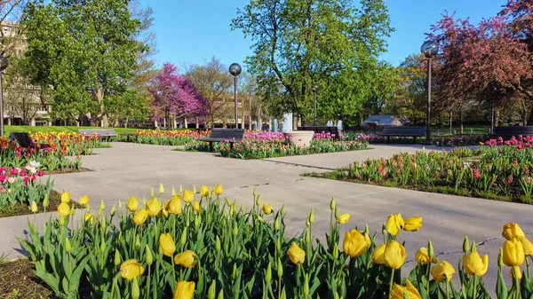 Obrázek Zahrady Tulipán Vrcholu Jara Freimannově Náměstí Fort Wayne Indianě — Stock fotografie