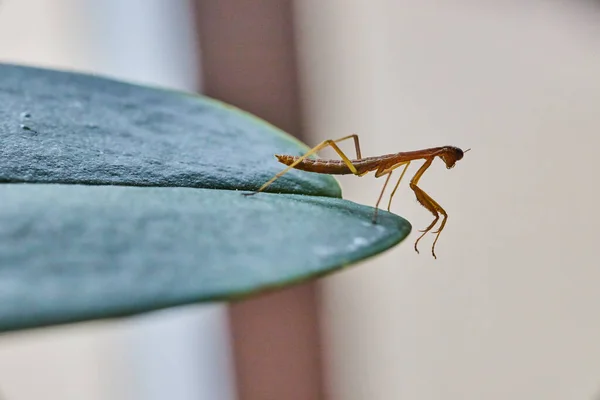 Imagem Tiny Pray Mantis Bebê Folha Verde — Fotografia de Stock