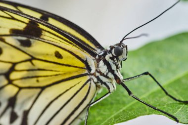 Mime Kırlangıç Kelebeği 'nin Yüzünün Ayrıntıları