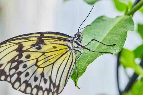 Image Détail Papillon Asiatique Commun Mime Swallowtail — Photo