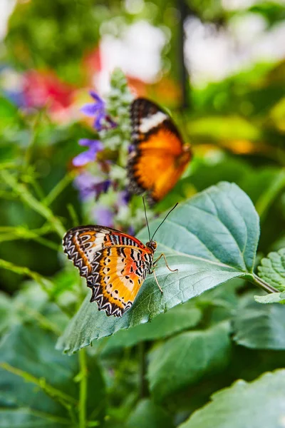 Bahçedeki Kırmızı Lacewing Kelebeklerinin Görüntüsü — Stok fotoğraf