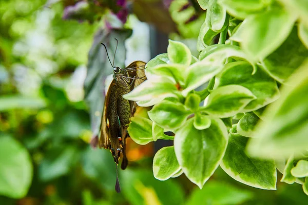 Imagem Impressionante Perfil Lateral Bela Borboleta Plantas — Fotografia de Stock