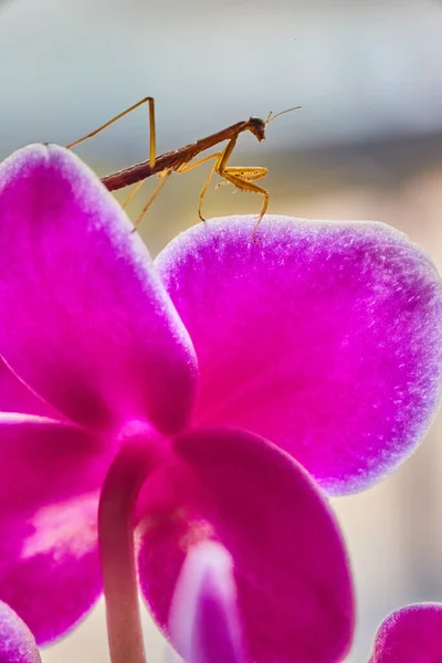 Imagem Bebê Rezar Mantis Inseto Escalada Orquídea Flor — Fotografia de Stock