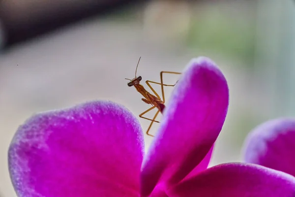 Imagem Pray Mantis Bebê Tão Pequeno Quanto Flor Orquídea Rosa — Fotografia de Stock