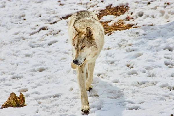 Imagem Lobo Branco Caminhando Através Neve Coberta Impressões Pata — Fotografia de Stock
