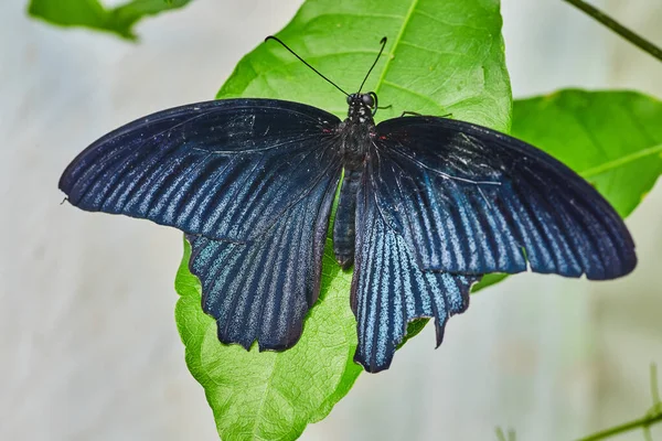 Image Papillon Bleu Foncé Reposant Sur Des Feuilles Vertes — Photo