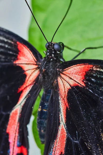 Kırmızı Siyah Kanatlı Kelebek Kelebeği Resmi — Stok fotoğraf