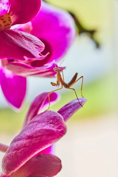 Imagem Bebê Rezar Mantis Poses Flores Orquídea Rosa — Fotografia de Stock