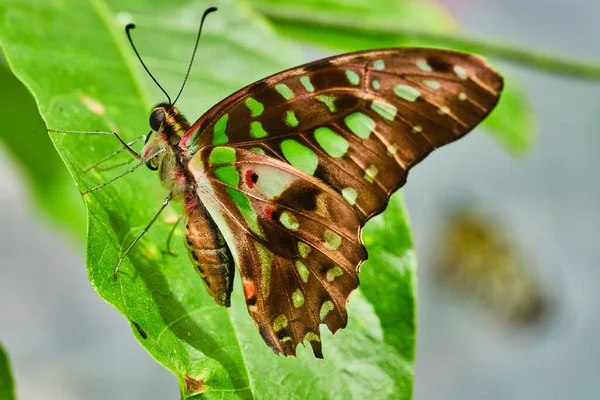 Image Papillon Brun Avec Des Taches Vertes Sur Feuille — Photo