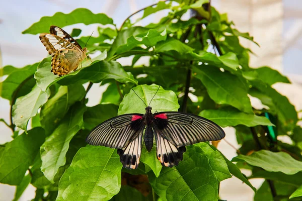 Image Paire Papillons Asiatiques Uniques Sur Des Plantes Vertes — Photo