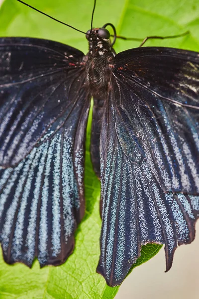 Image of Detail of dark blue wings on butterfly