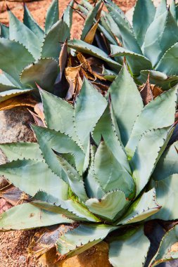 Image of Detail of desert plants in orange sand