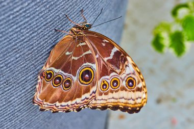 Image of Owl Butterfly resting on grey pot in gardens