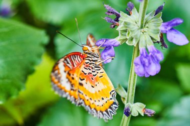 Image of Red Lacewing butterfly feeding on purple flowers