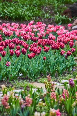 Image of Walking garden path through spring tulip garden