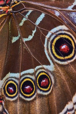 Image of Detail of wings for Owl Butterfly