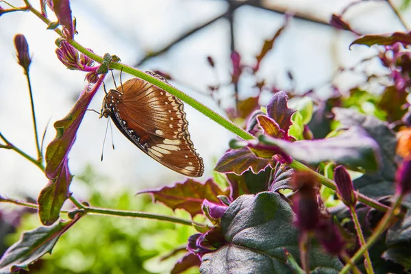 Image Lone Butterfly Hanging Upside Branch Gardens — Photo