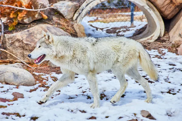 Image of White wolf walking on snowy landscape in park