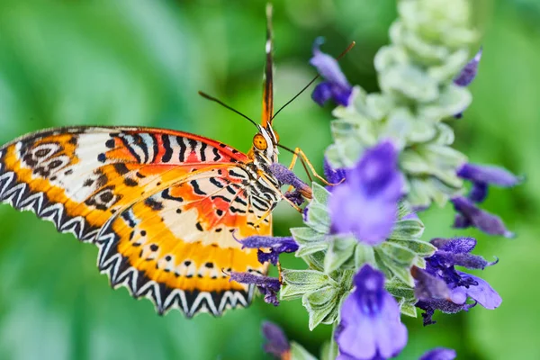Image Purple Flowers Detail Red Lacewing Butterfly — Stok fotoğraf
